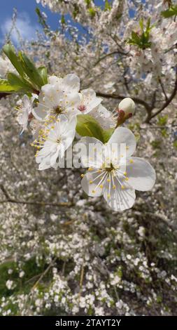 Weiße Blumen auf einem Baum an einem Frühlingstag in der Stadt. Stockfoto