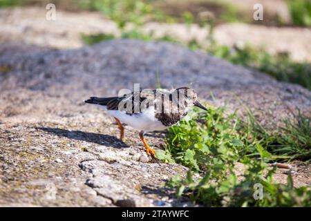 Turnstone (Arenaria interpres) wurde in Dalkey, Irland, entdeckt Stockfoto