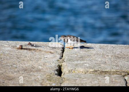 Turnstone (Arenaria interpres) wurde in Dalkey, Irland, entdeckt Stockfoto