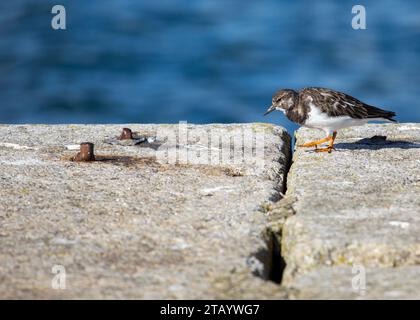 Turnstone (Arenaria interpres) wurde in Dalkey, Irland, entdeckt Stockfoto