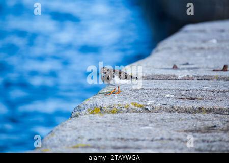 Turnstone (Arenaria interpres) wurde in Dalkey, Irland, entdeckt Stockfoto