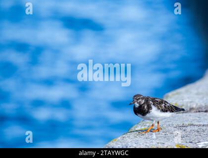 Turnstone (Arenaria interpres) wurde in Dalkey, Irland, entdeckt Stockfoto