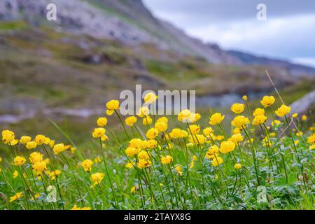 Wilde schöne Globeblumen (Trollius europaeus), die in großer Höhe in kalten norwegischen Bergen wachsen. Norwegen, Krutvatnet. Unscharfer Berg Stockfoto