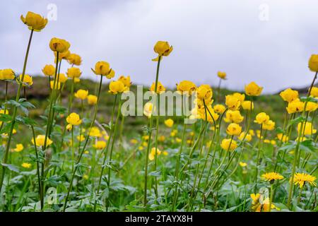 Wilde schöne Globeblumen (Trollius europaeus), die in großer Höhe in kalten norwegischen Bergen wachsen. Norwegen, Krutvatnet. Nahaufnahme Stockfoto