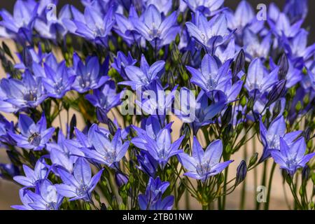 Ithuriels Speer, Triteleia laxa, eine mehrjährige blühende Wildblume aus der Familie der Lilien Stockfoto