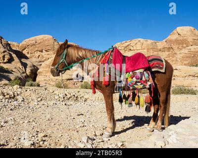 Jordanisches Pferd, Archäologischer Park Petra, UNESCO-Weltkulturerbe, 7 neue Weltwunder, Jordanien. Stockfoto