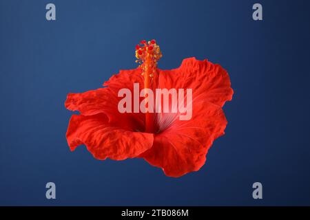 Schöne rote Hibiskusblüte auf blauem Hintergrund Stockfoto