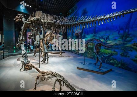 Dinosaurierskelette im dramatischen Licht im Museum der Naturgeschichte, Hohhot, Innere Mongolei, China Stockfoto