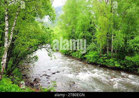 Ein kleiner Gebirgsfluss fließt in einem stürmischen Bach durch einen Sommermorgenwald nach Regen. Iogach, Altai, Sibirien, Russland. Stockfoto