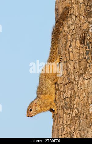 Baum Eichhörnchen (Paraxerus Cepapi) sitzt in einem Baum, Krüger Nationalpark, Südafrika Stockfoto