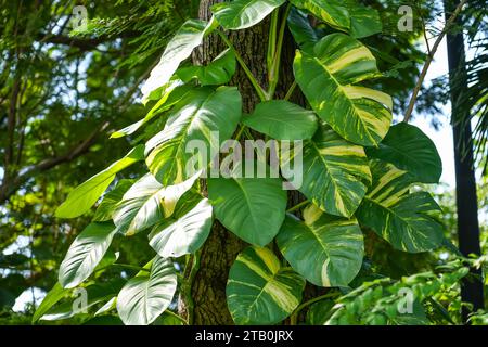 Philodendron mit gelber Vielfalt klettert entlang des Stammes eines tropischen Baumes in einem feuchten Dschungelwald in Thailand Stockfoto