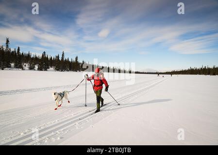 Der Skifahrer gleitet mit seinem Hund im Nationalpark Pallas-Yllästunturi im Norden Finnlands. Stockfoto