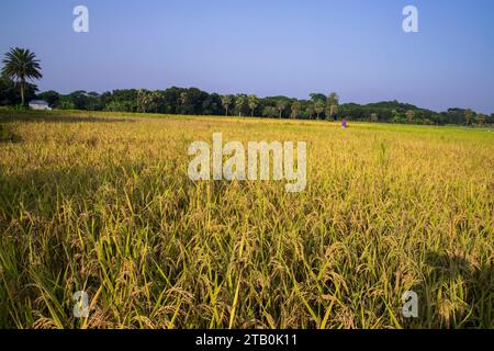 Landwirtschaftslandansicht des Getreidefeldes mit blauem Himmel in Bangladesch Stockfoto