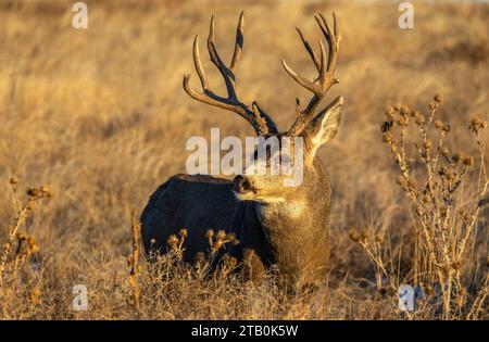 Ein Mule Deer Buck im Rocky Mountain Arsenal National Wildlife Refuge in Colorado Stockfoto