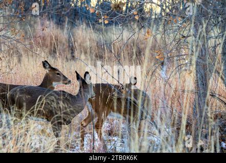 Niedliche Hirsche im Rocky Mountain Arsenal National Wildlife Refuge, Colorado. Stockfoto