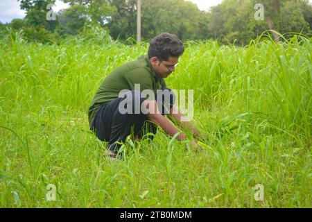 TIKAMGARH, MADHYA PRADESH, INDIEN - 11. AUGUST 2022: Junger indischer Bauer, der Gras schneidet. Stockfoto