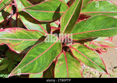 Blick von oben auf ein grünes und rosafarbenes Blatt mit Topfpflanzen. Diese Zierpflanze gehört zur Gattung Aglaonema, bekannt als C Stockfoto