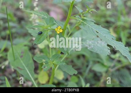 Ansicht einer winzigen gelben Blume einer mexikanischen Kerzenweide (Ludwigia octovalvis) und eines Blattes mit einem winzigen schwarzen Käfer mit strahlendem Körper. T Stockfoto