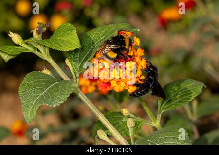 Violette Tischlerbiene und Hummel auf lantana-Blume. Stockfoto