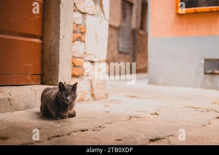 Niedliche schwarze Katze, die an einem warmen Herbsttag in Cres, Kroatien, an einer Ecke einer Gasse sitzt. Faule Katze an einer Straßenecke. Stockfoto