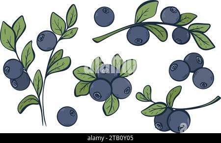 Blaubeeren Vintage-Bildset. Wilde Waldermundbeere Clip Art. Frische Heidelbeere auf Zweig mit Blatt isolierter Vektorillustration. Handgraviert Stock Vektor