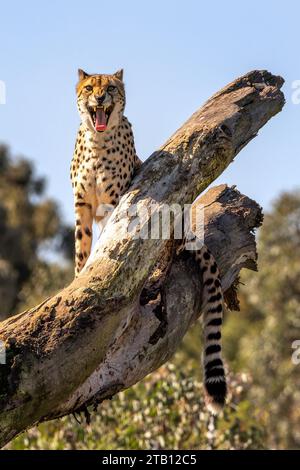 Gepard (Acinonyx jubatus) in einem großartigen offenen Mund mit Zunge und Zähnen! Sie gelten als das schnellste Landtier der Welt. Stockfoto