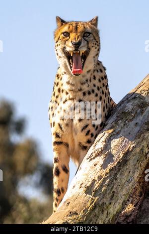 Nahaufnahme eines Geparden (Acinonyx jubatus) in einem großartigen offenen Mund mit Zunge und Zähnen! Sie gelten als das schnellste Landtier der Welt. Stockfoto