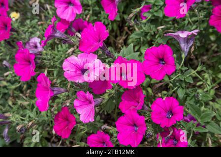 Nahaufnahme der leuchtend rosa Petunie Blumen Stockfoto