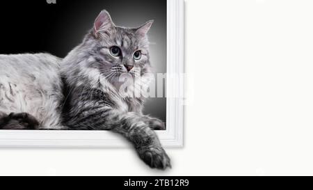 Postkartenmockup einer entzückenden häuslichen flauschigen grauen Katze mit langen Barthaaren und grünen Augen auf dunklem Hintergrund im weißen Rahmen Stockfoto