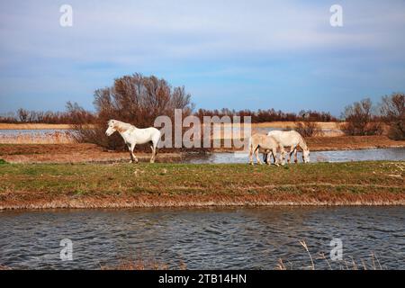 Po Delta Park, Ravenna, Emilia-Romagna, Italien: Landschaft des Sumpfes im Naturschutzgebiet mit wilden weißen Pferden, die im Feuchtgebiet weiden Stockfoto
