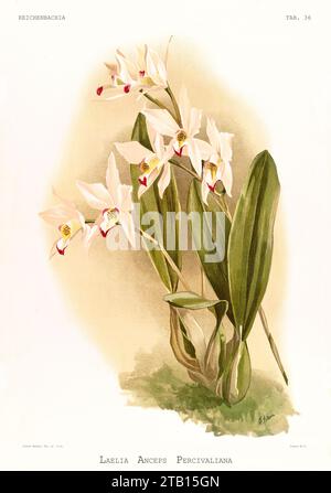 Alte Illustration der zweischneidigen Laelia (Laelia anceps). Reichenbachia, von F. Sander. St. Albans, Großbritannien, 1888 - 1894 Stockfoto