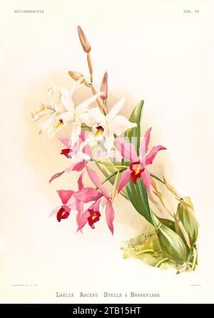 Alte Illustration der zweischneidigen Laelia (Laelia anceps). Reichenbachia, von F. Sander. St. Albans, Großbritannien, 1888 - 1894 Stockfoto