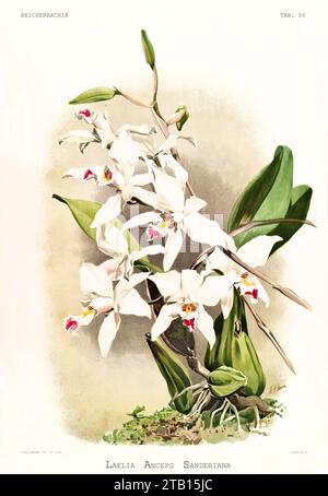 Alte Illustration der zweischneidigen Laelia (Laelia anceps). Reichenbachia, von F. Sander. St. Albans, Großbritannien, 1888 - 1894 Stockfoto