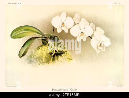 Alte Illustration der Phalaenopsis leucorrhoda. Reichenbachia, von F. Sander. St. Albans, Großbritannien, 1888 - 1894 Stockfoto