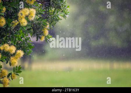 Der gelbe Pohutukawa blüht im Regen. Neuseelands Weihnachtsbaum. Auckland. Stockfoto