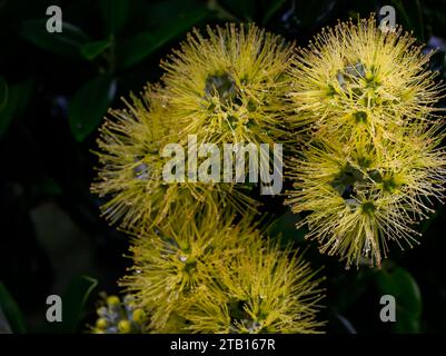 Nahaufnahme der gelben Pohutukawa-Blüten mit Regentropfen. Neuseelands Weihnachtsbaum. Auckland. Stockfoto