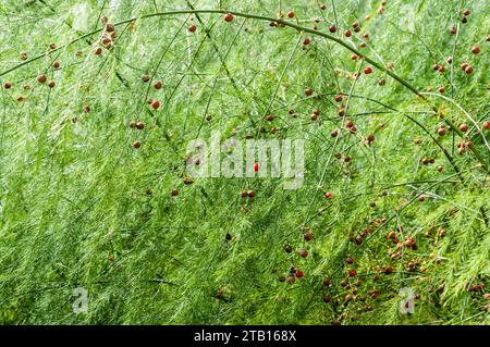 Die leuchtenden roten Spargelbeeren auf Zweigen Stockfoto