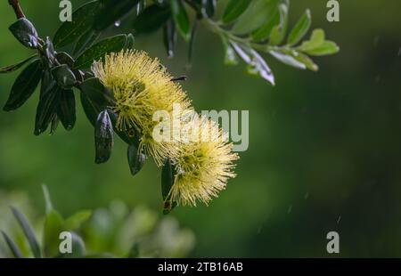 Nahaufnahme der gelben Pohutukawa-Blüten im Regen. Neuseelands Weihnachtsbaum. Auckland. Stockfoto