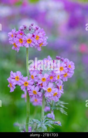 Primula Candelabra Hybriden, Kerzenleuchter Hybriden, mehrschichtige Wirbel violetter Blüten im Spätherbst/Frühsommer Stockfoto