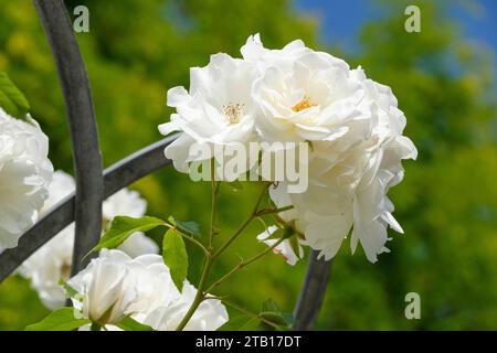 rosa Eisberg, Roseneisberg, Blumenbündel, zwei, reinweiße Blüten Stockfoto