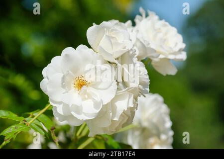 rosa Eisberg, Roseneisberg, Blumenbündel, zwei, reinweiße Blüten Stockfoto