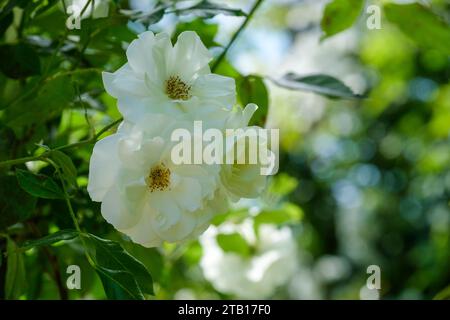 rosa Eisberg, Roseneisberg, Blumenbündel, zwei, reinweiße Blüten Stockfoto