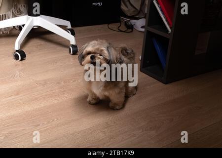 Fotografie, Shih Tzu, Sitzen, Haustiere, Rasse, Hund, Haustier, jung, klein, freundlich, Wohnzimmer, Freundschaft, horizontal, spielen, Kopierraum, A Stockfoto