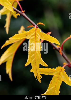 Die goldgelben Herbstblätter des Crabapple Malus transitoria Stockfoto