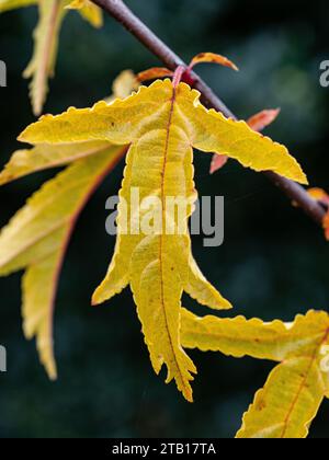 Die goldgelben Herbstblätter des Crabapple Malus transitoria Stockfoto