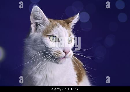 Tabby-Katze, die über dunklem Hintergrund lustig aussieht. Panoramabild mit Kopierraum. Stockfoto