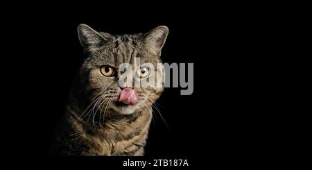 Porträt der lustigen Kurzhaarkatze, die Lippen leckt. Panoramabild isoliert auf schwarzem Hintergrund. Stockfoto