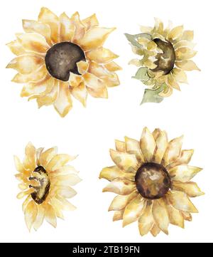 Aquarell Sonnenblumen Set Clipart. Herbstblumen Illustration, Feldblumen ClipArt Stockfoto