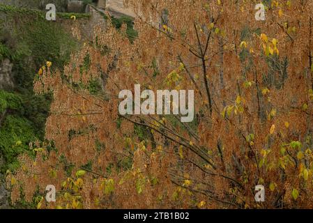 Buchsälteste, Acer Negundo, im Herbst in Früchten. Stockfoto