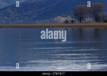 Flamingos am See Kerkini, Griechenland Stockfoto